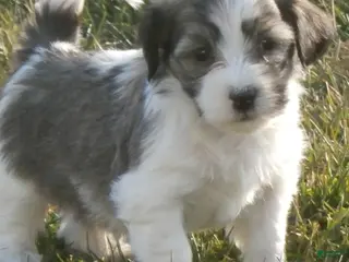 Havanese dogs Red Sable&White Parti Male - Ad 9