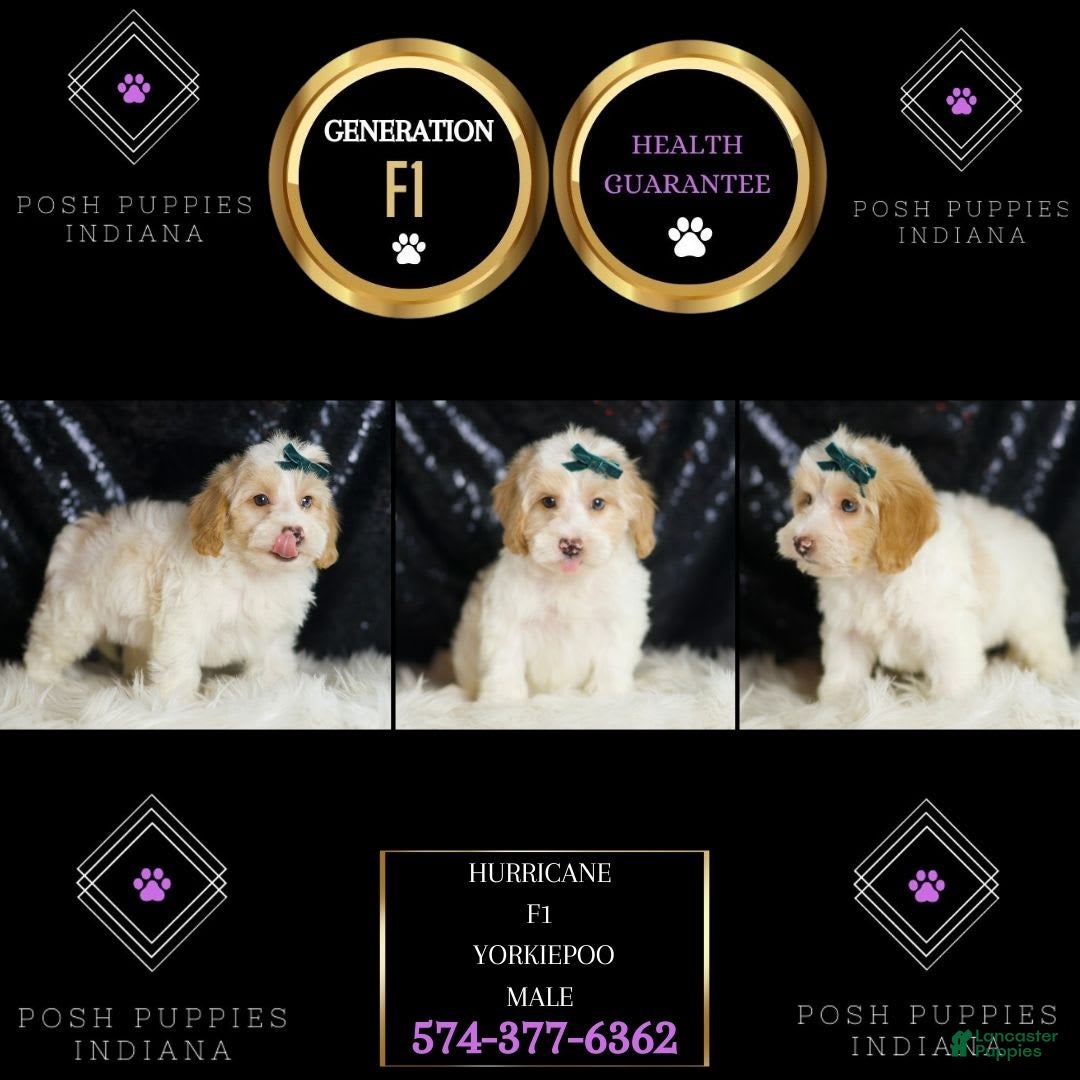 Yorkiepoo dogs for sale: Hurricane - Ad 7