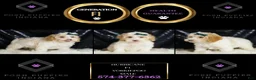 Yorkiepoo dogs for sale: Hurricane - Ad 7