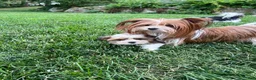 Mixed Breed dogs for sale: Teddy - Ad 2