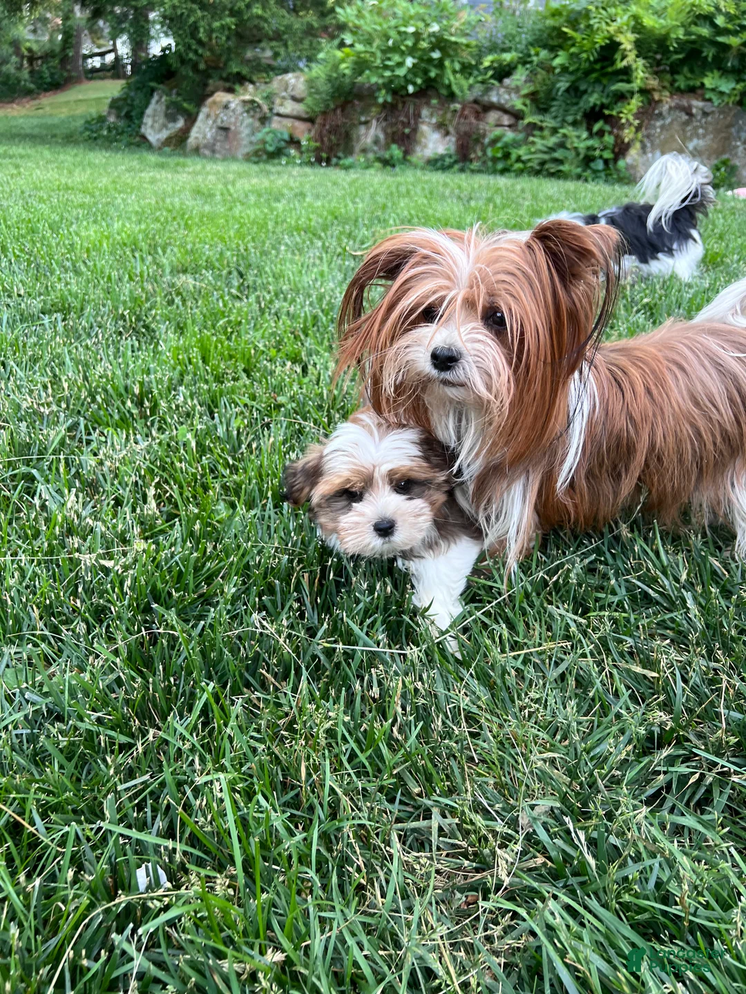 Mixed Breed dogs for sale: Teddy - Ad 2