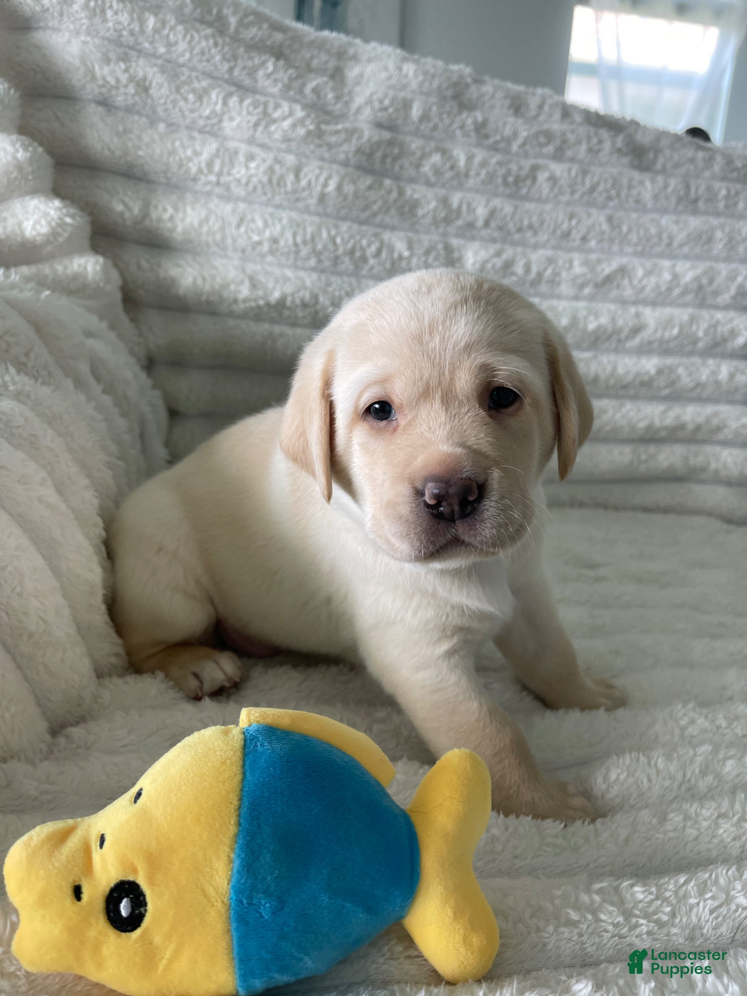 Labrador Retriever dogs Labrador Retriever Puppy -AMBER - Ad 20