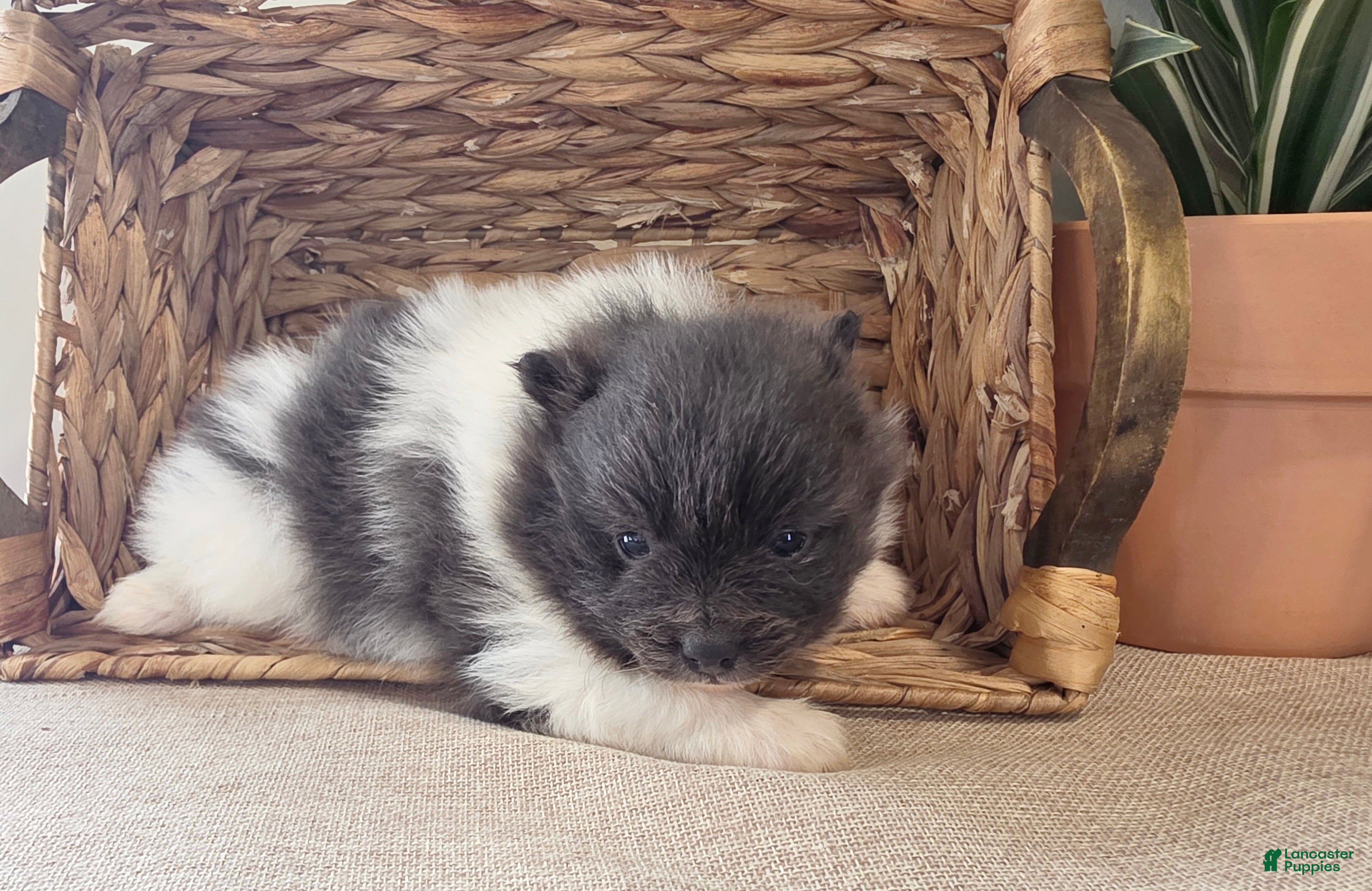 Pomeranian dogs Casey - Ad 2