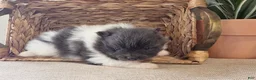 Pomeranian dogs for sale: Casey - Ad 2