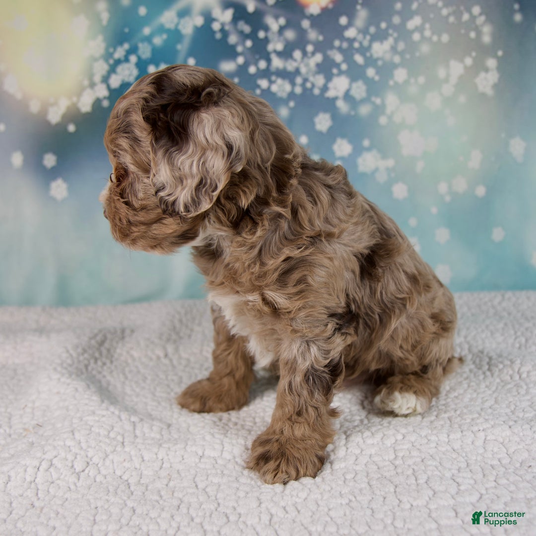 Cockapoo dogs for sale: Coco - Ad 4
