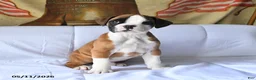 Boxer dogs for sale: Buster - Ad 4