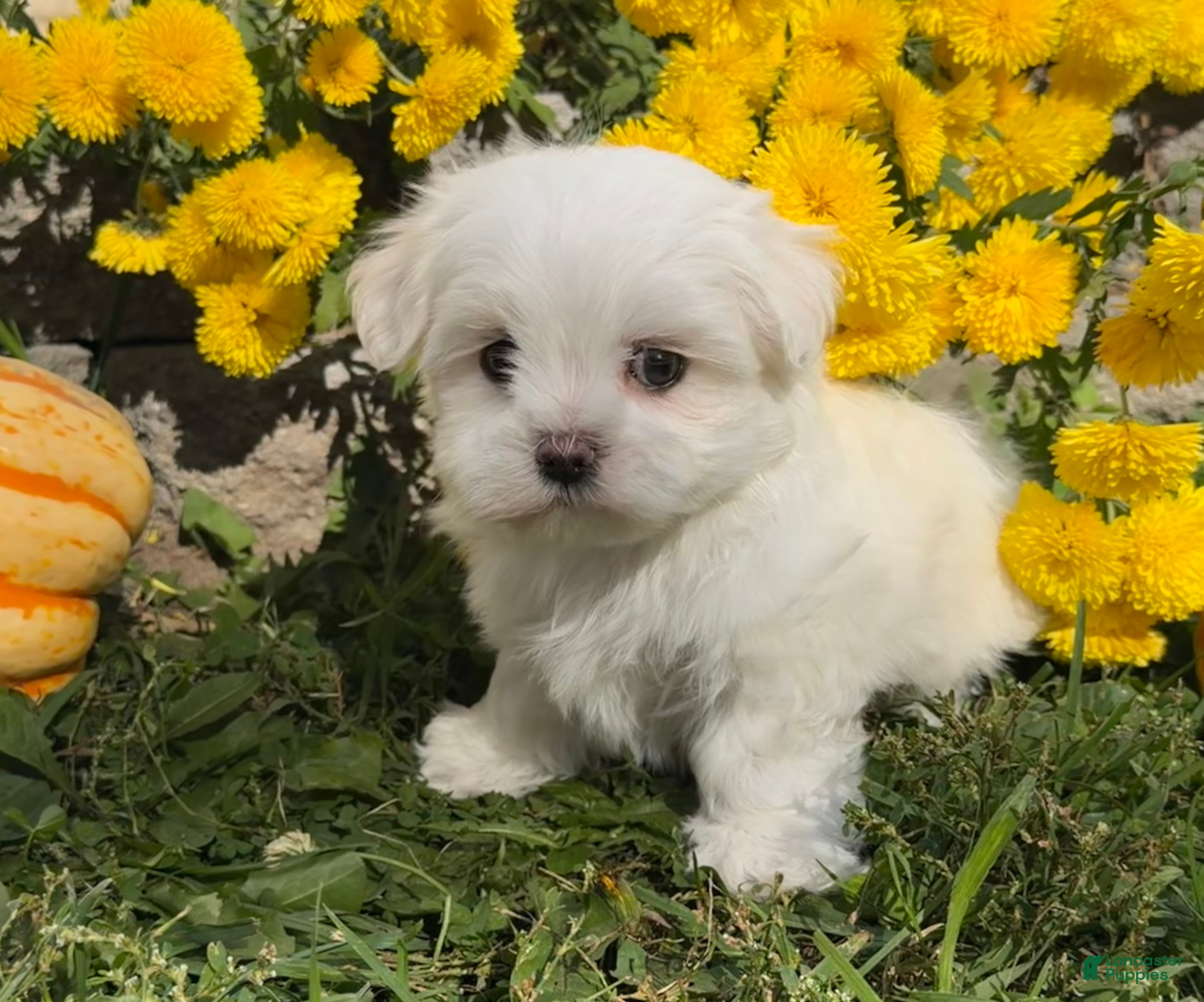 Maltese dogs Chase - Ad 1