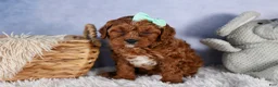 Cavapoo dogs for sale: GEORGE - Ad 15