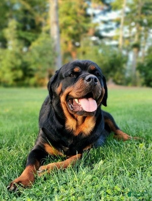Rottweiler dogs for sale: Porsha - Ad 4