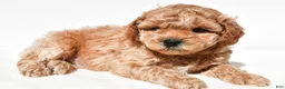 Miniature Poodle dogs for sale: Milo - Ad 6