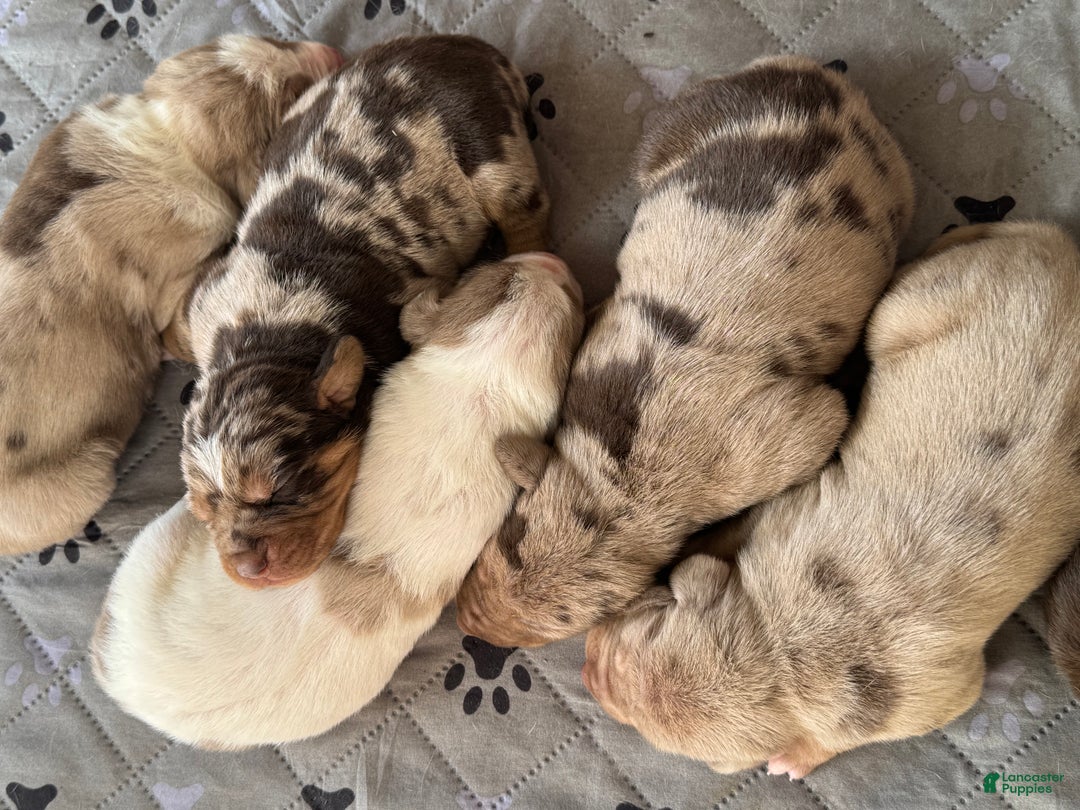 Catahoula Leopard Dog dogs for sale: Catahoula Leopard Dog Puppy 2 - Ad 9