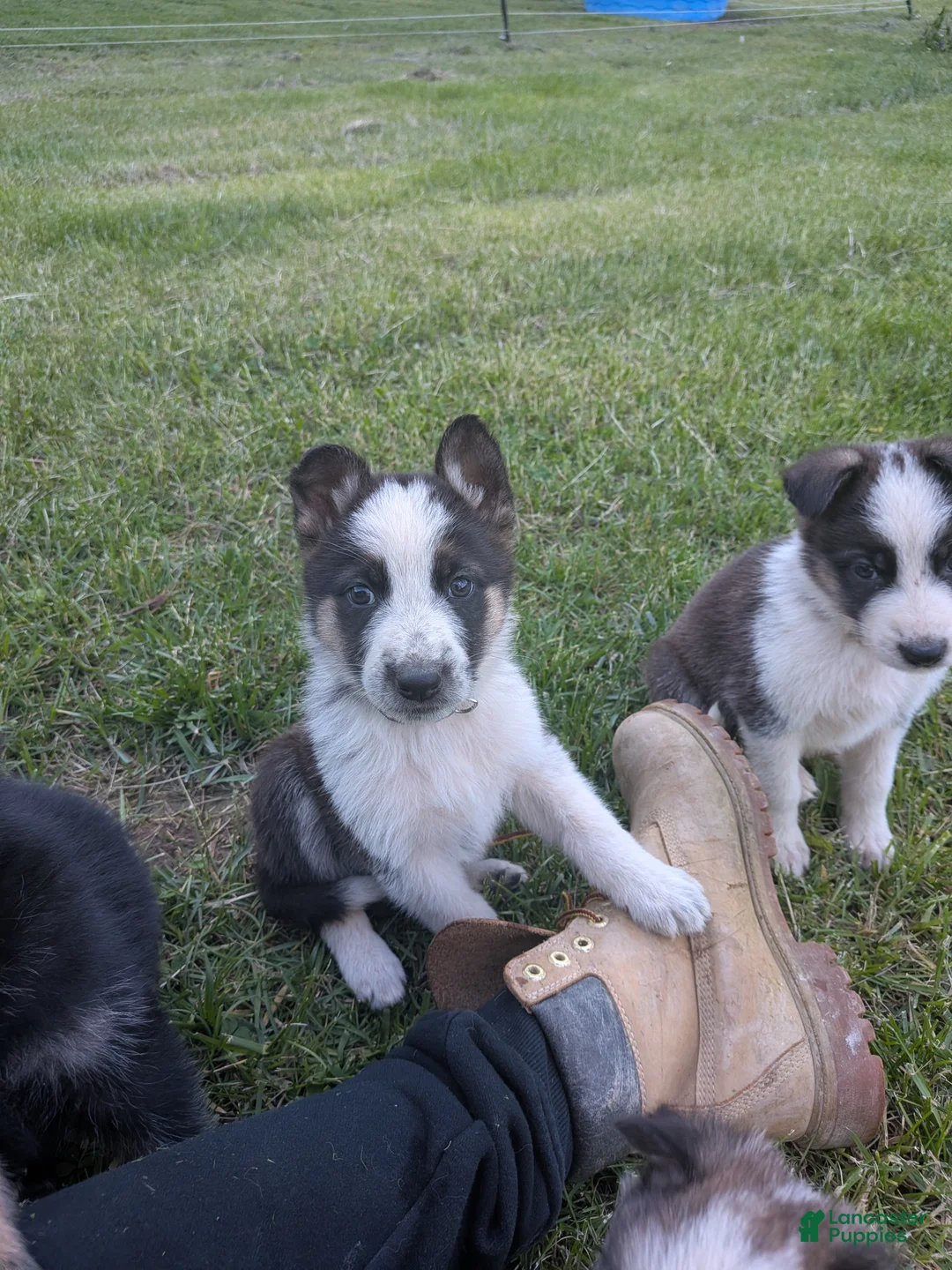 German Shepherd dogs for sale: German Shepherd Puppy 2 - Ad 1