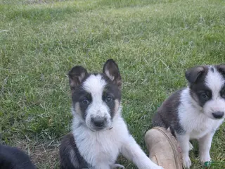German Shepherd dogs for sale: German Shepherd Puppy 2 - Ad 2