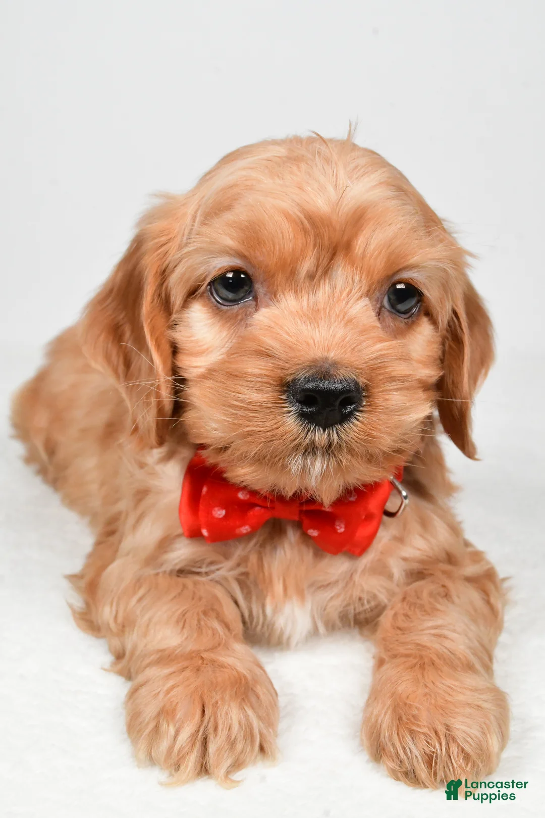 Cockapoo dogs for sale: Patrick - Ad 4