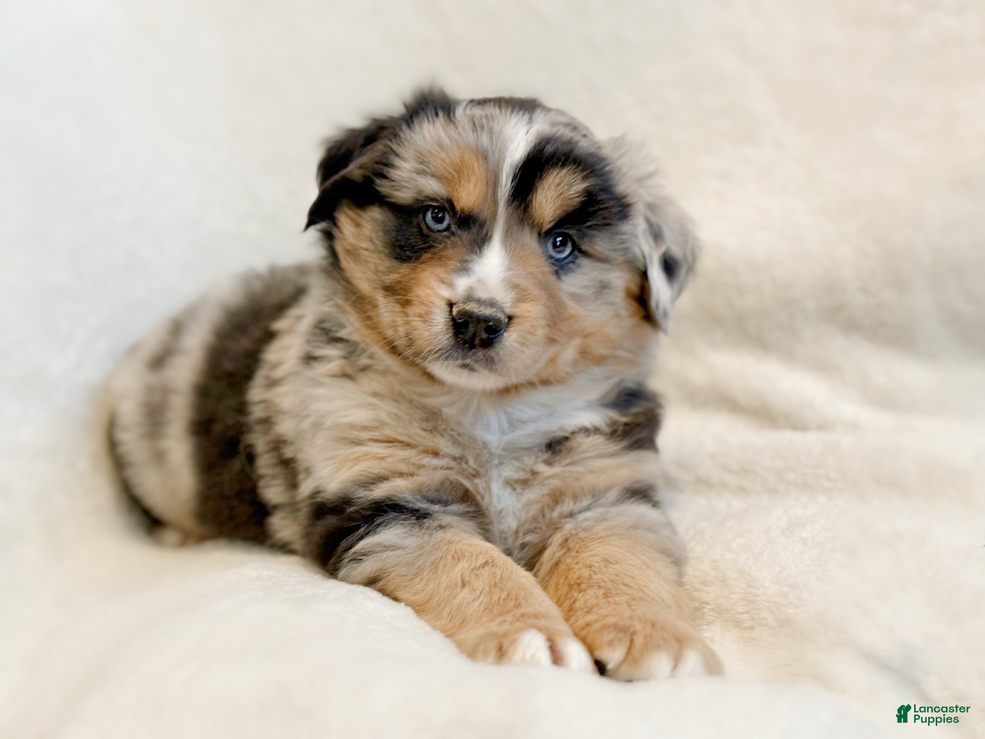 Miniature Australian Shepherd dogs Brooks - Ad 2