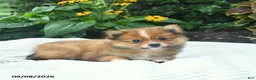 Pomeranian dogs for sale: Rocky  - Ad 3