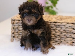 Mini Aussiedoodle dogs Snickers-petite size - Ad 5