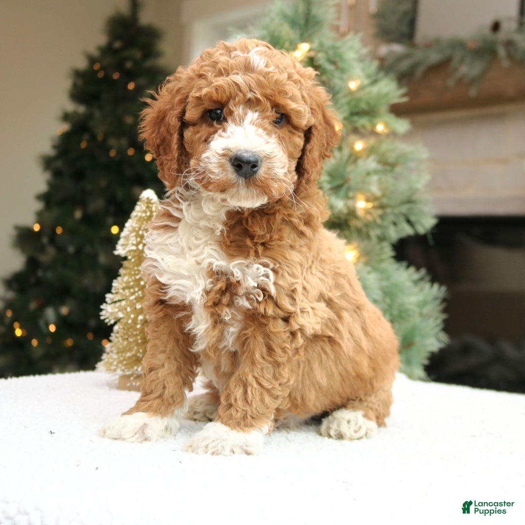 Mini Goldendoodle dogs for sale: Ozzy  - Ad 2