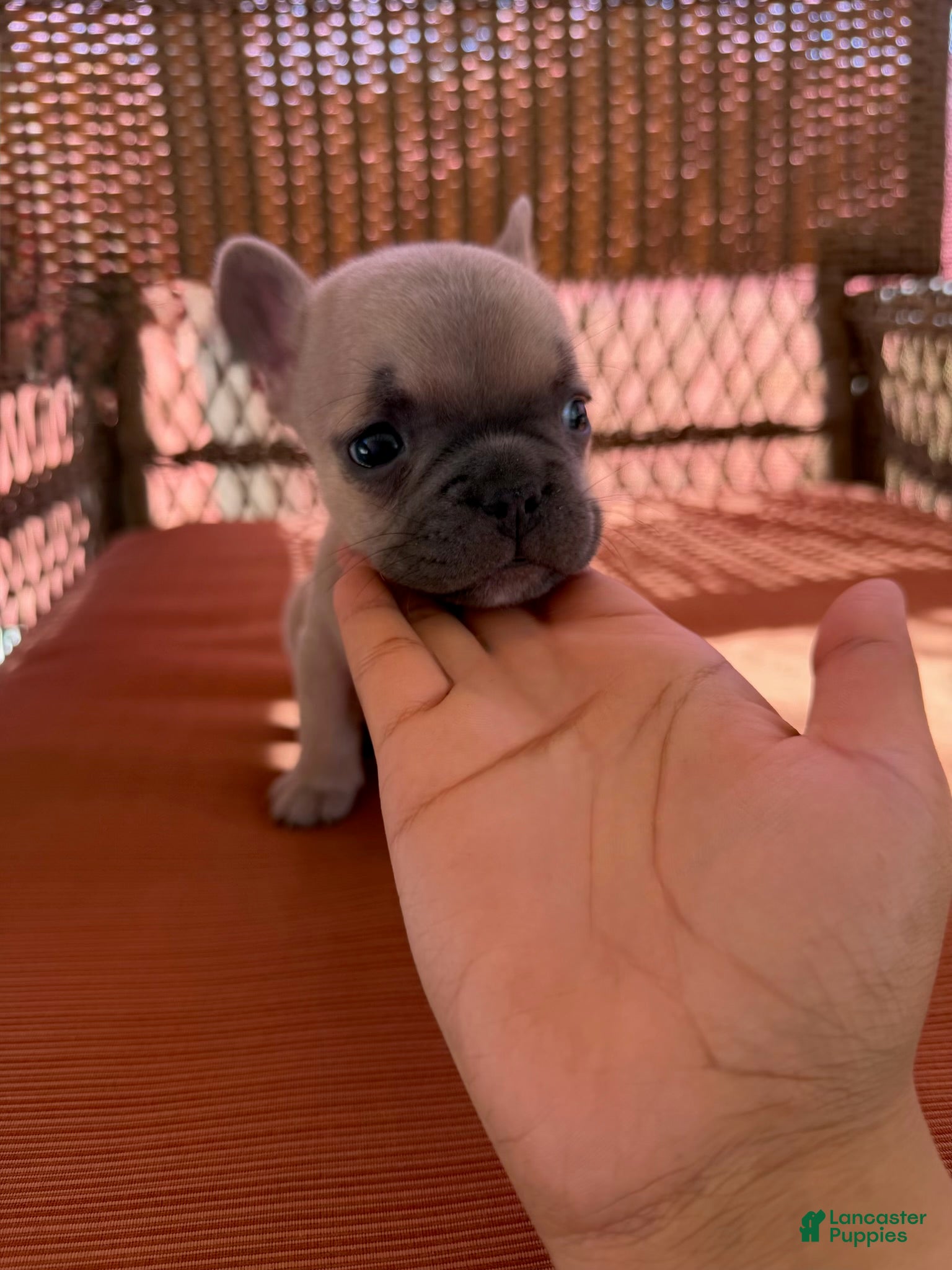 French Bulldog dogs Peach - Ad 36