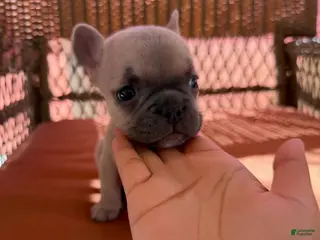 French Bulldog dogs Peach - Ad 36