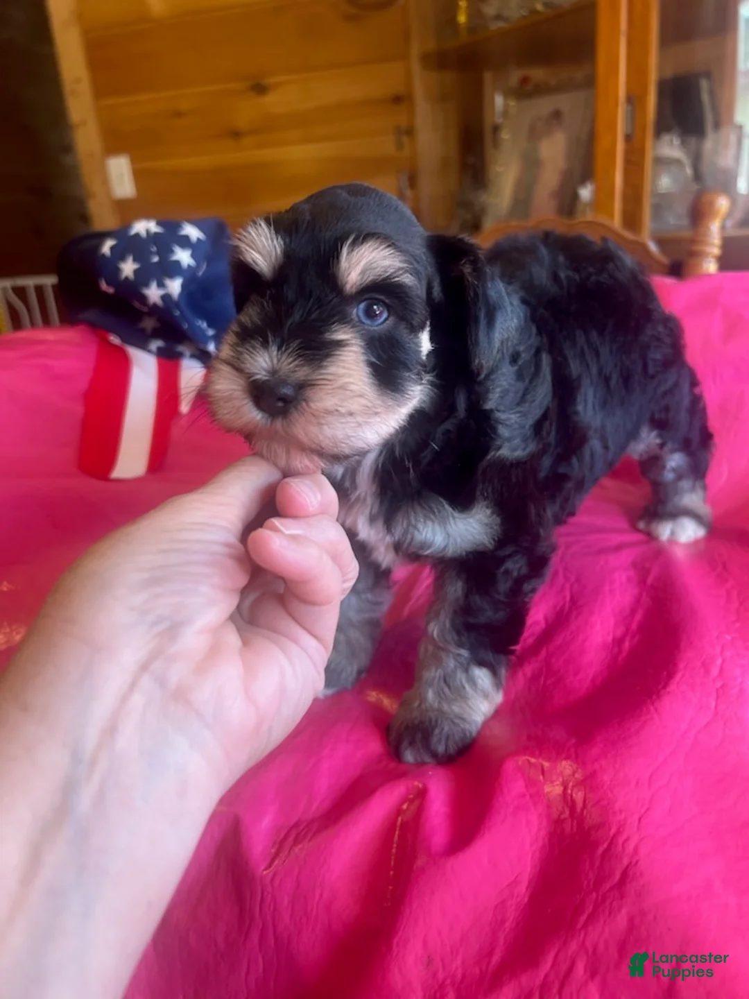 Miniature Schnauzer dogs for sale: Kerry (One blue eye, one brown eye) - Ad 3
