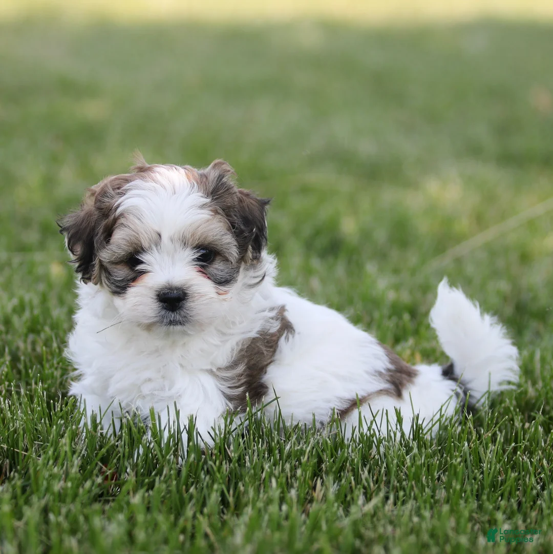 Teddy Bear dogs for sale: Dallas Teddy Bear Puppy  - Ad 4