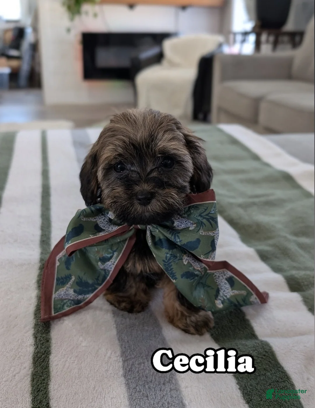 Havapoo dogs for sale: Cecilia  - Ad 1