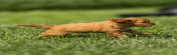 Cavalier King Charles Spaniel dogs for sale: Ford Cavalier King Charles Spaniel  - Ad 6