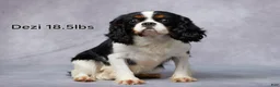 Cavapoo dogs for sale: Brooke - Ad 5
