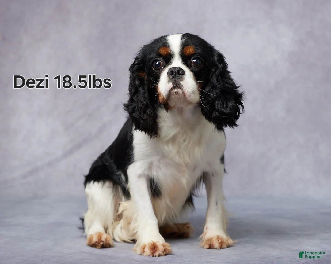 Cavapoo dogs for sale: Brooke - Ad 5