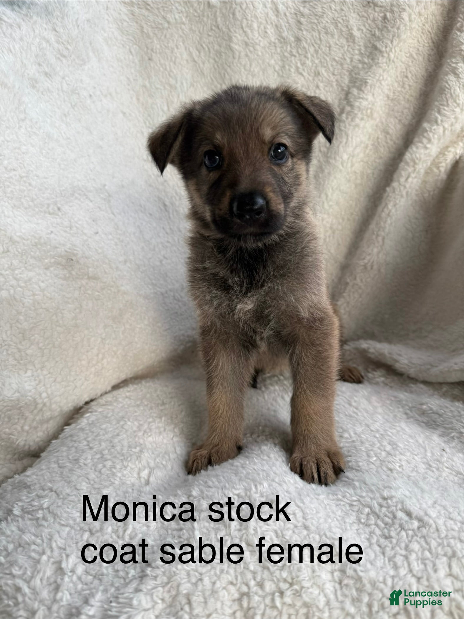 German Shepherd dogs Monica  - Ad 2