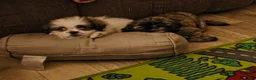 Shih Tzu dogs for sale: Shih Tzu Puppy 2 'Hope' - Ad 12