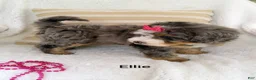 Bernedoodle dogs for sale: Bernedoodle Puppy 3 - Ad 6