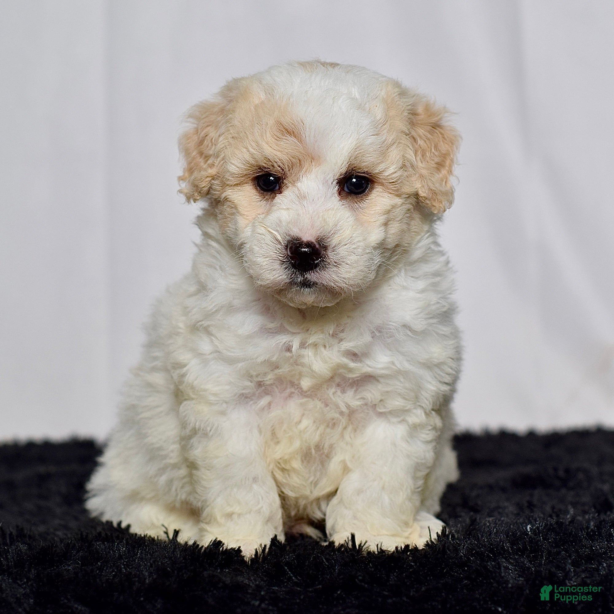 Mini Goldendoodle dogs for sale: Mr. Kaden - Ad 2
