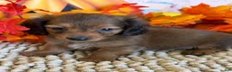 Miniature Dachshund dogs for sale: Sarge - Ad 3