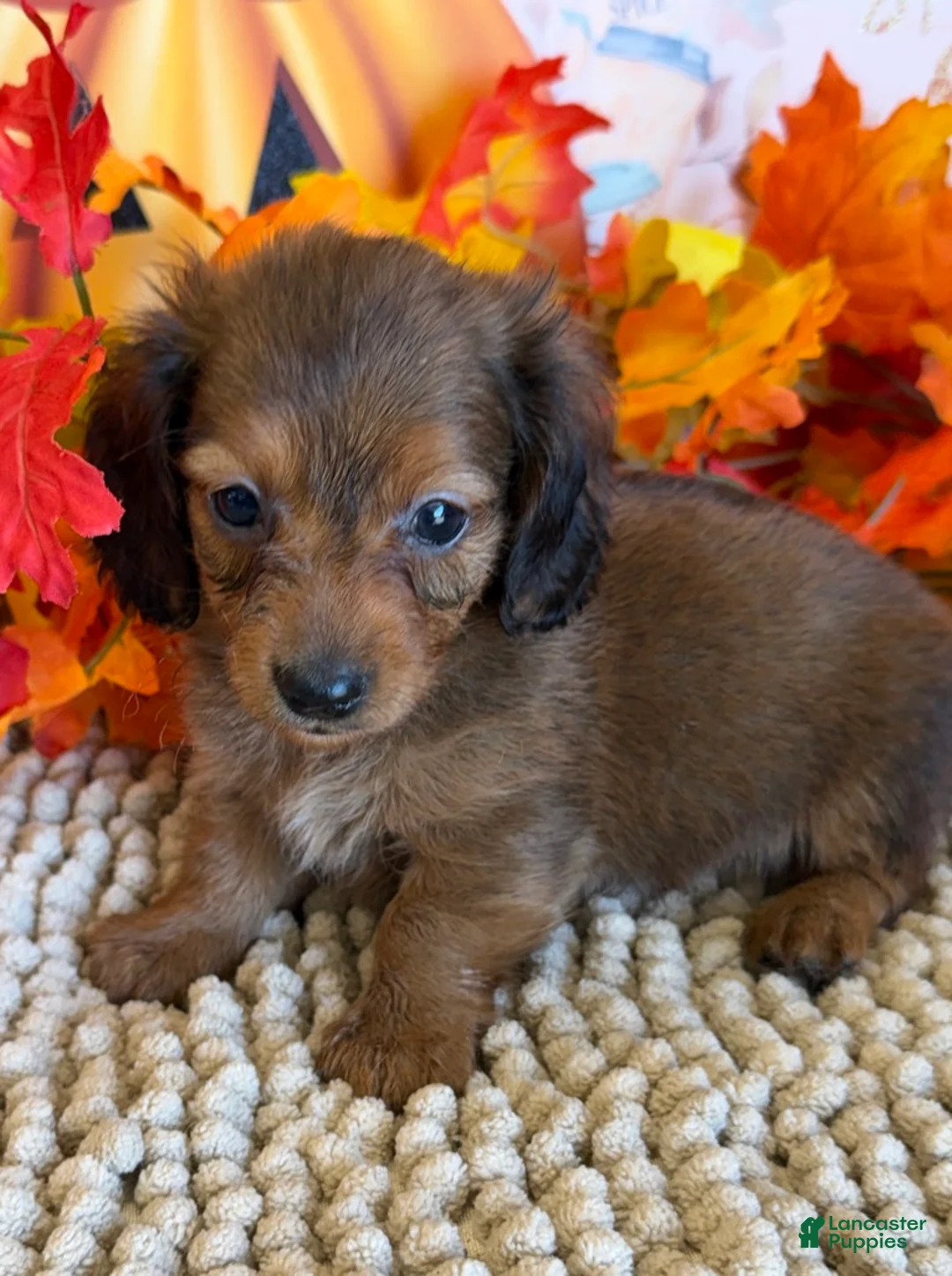 Miniature Dachshund dogs for sale: Sarge - Ad 3