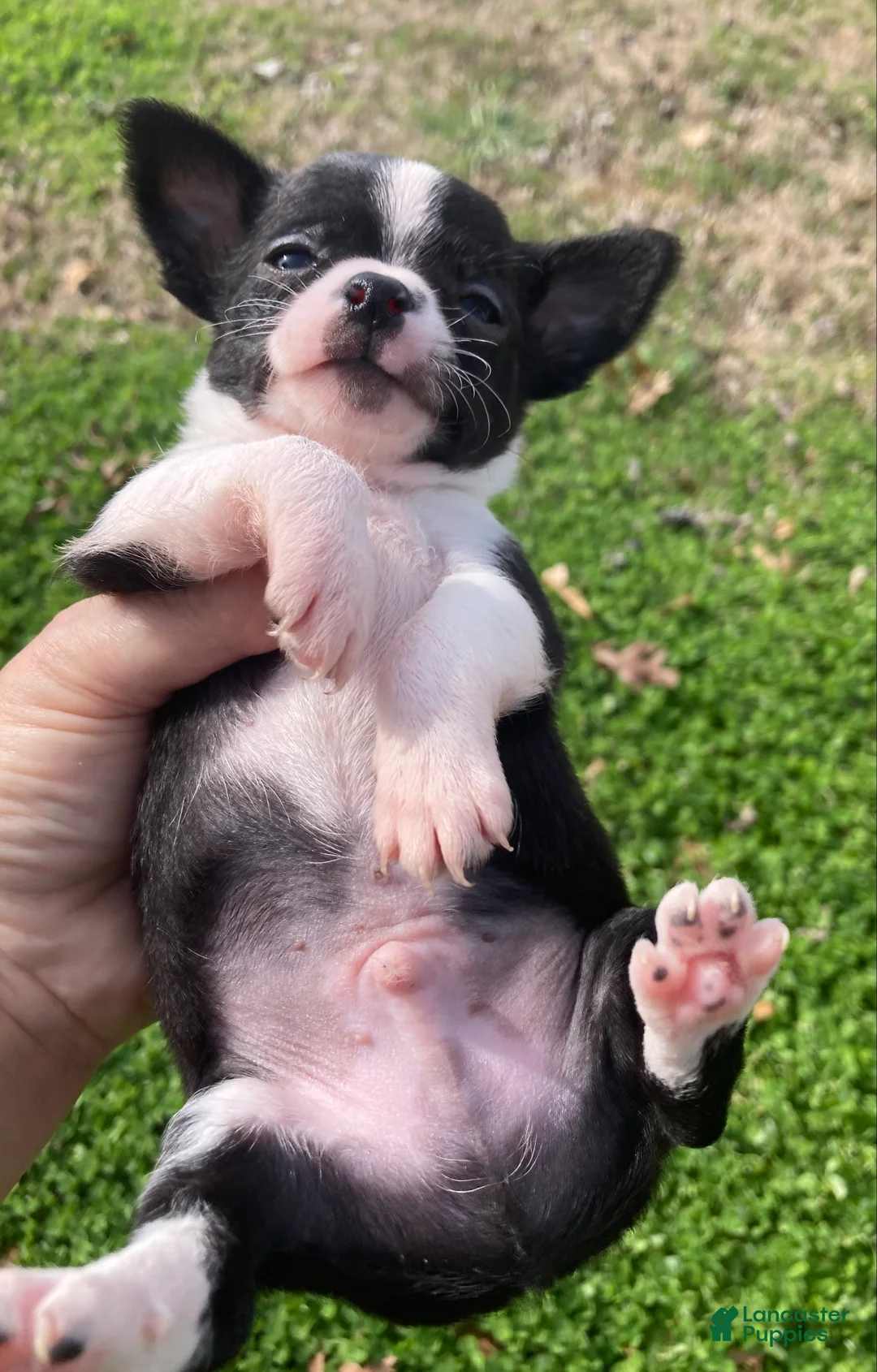 Chihuahua dogs for sale: Chihuahua Puppy 1 - Ad 2