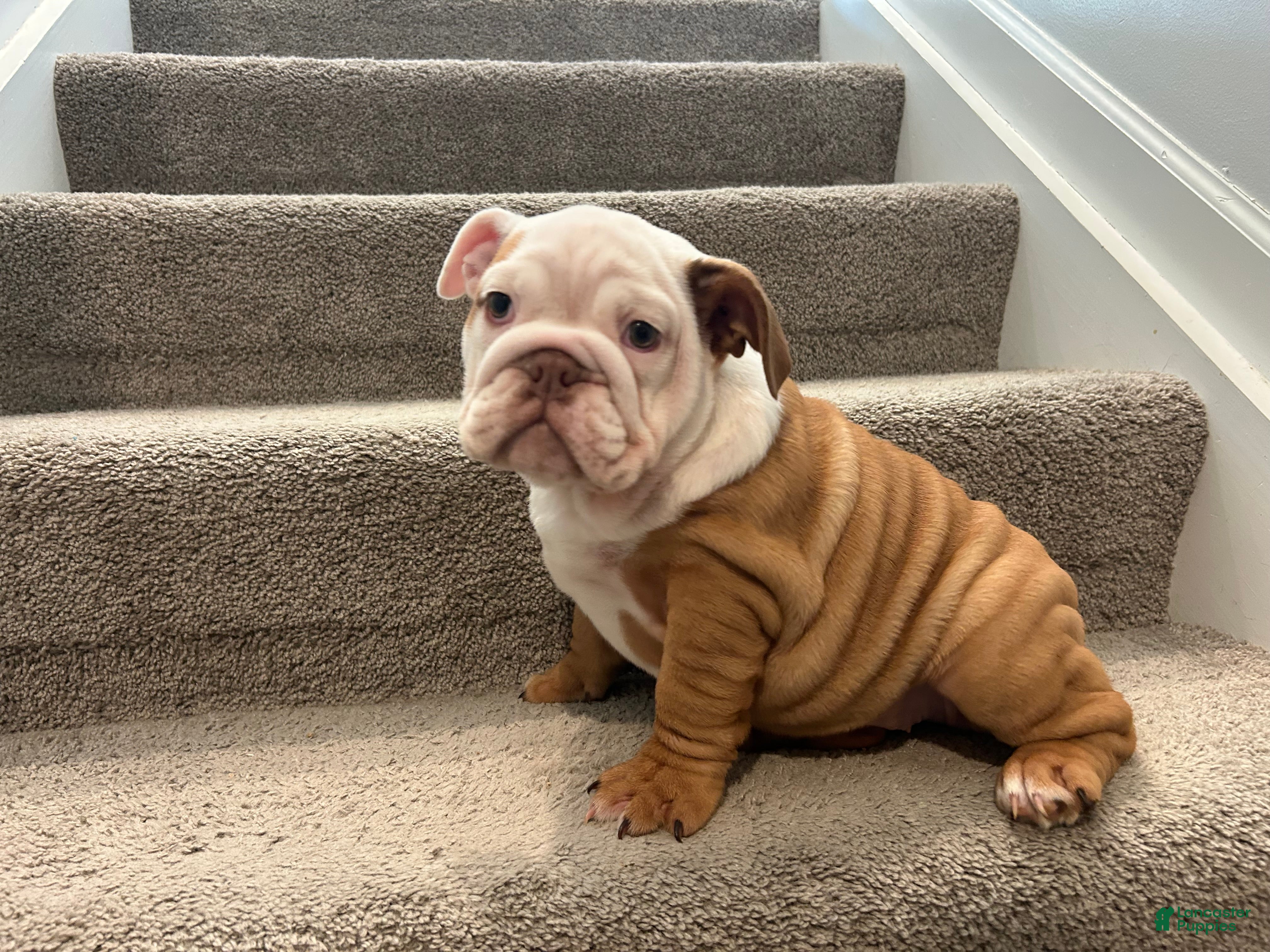 English Bulldog dogs Stella - Ad 8