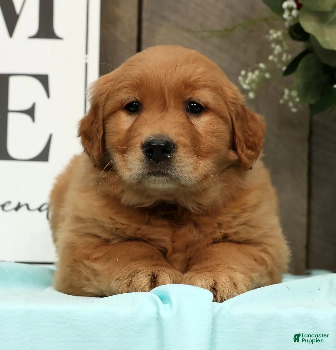 Golden Retriever dogs for sale: Amber - Ad 6