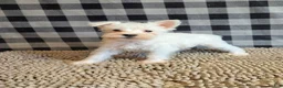 Miniature Schnauzer dogs for sale: Seth - Ad 3
