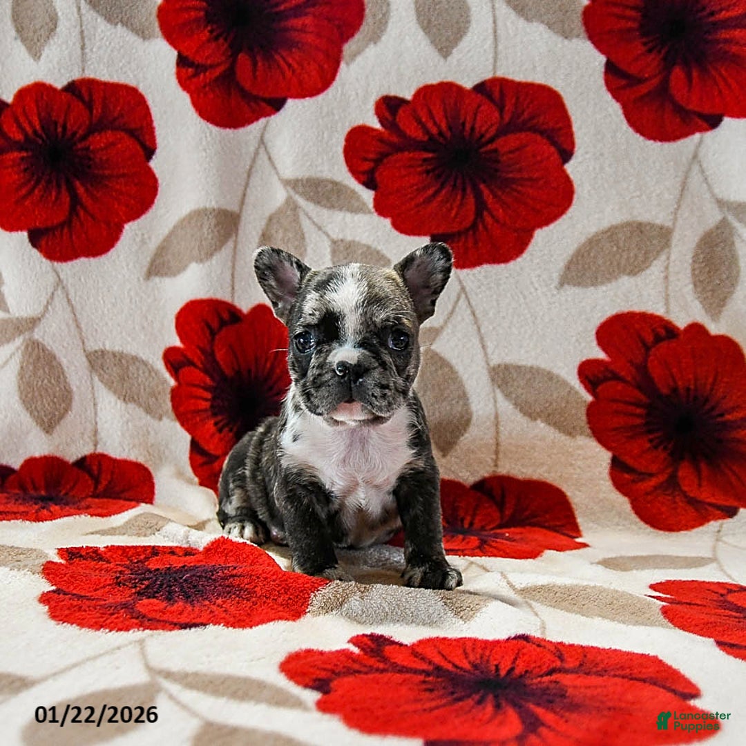 French Bulldog dogs for sale: Bella   - Ad 2