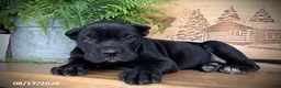 Cane Corso dogs for sale: Sergio - Ad 4