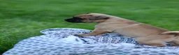 Jug dogs for sale: Maverick  - Ad 3