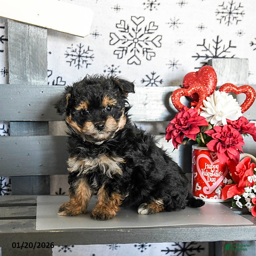 Havapoo dogs Roscoe - Ad 4