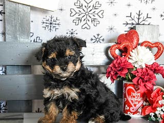 Havapoo dogs Roscoe - Ad 4