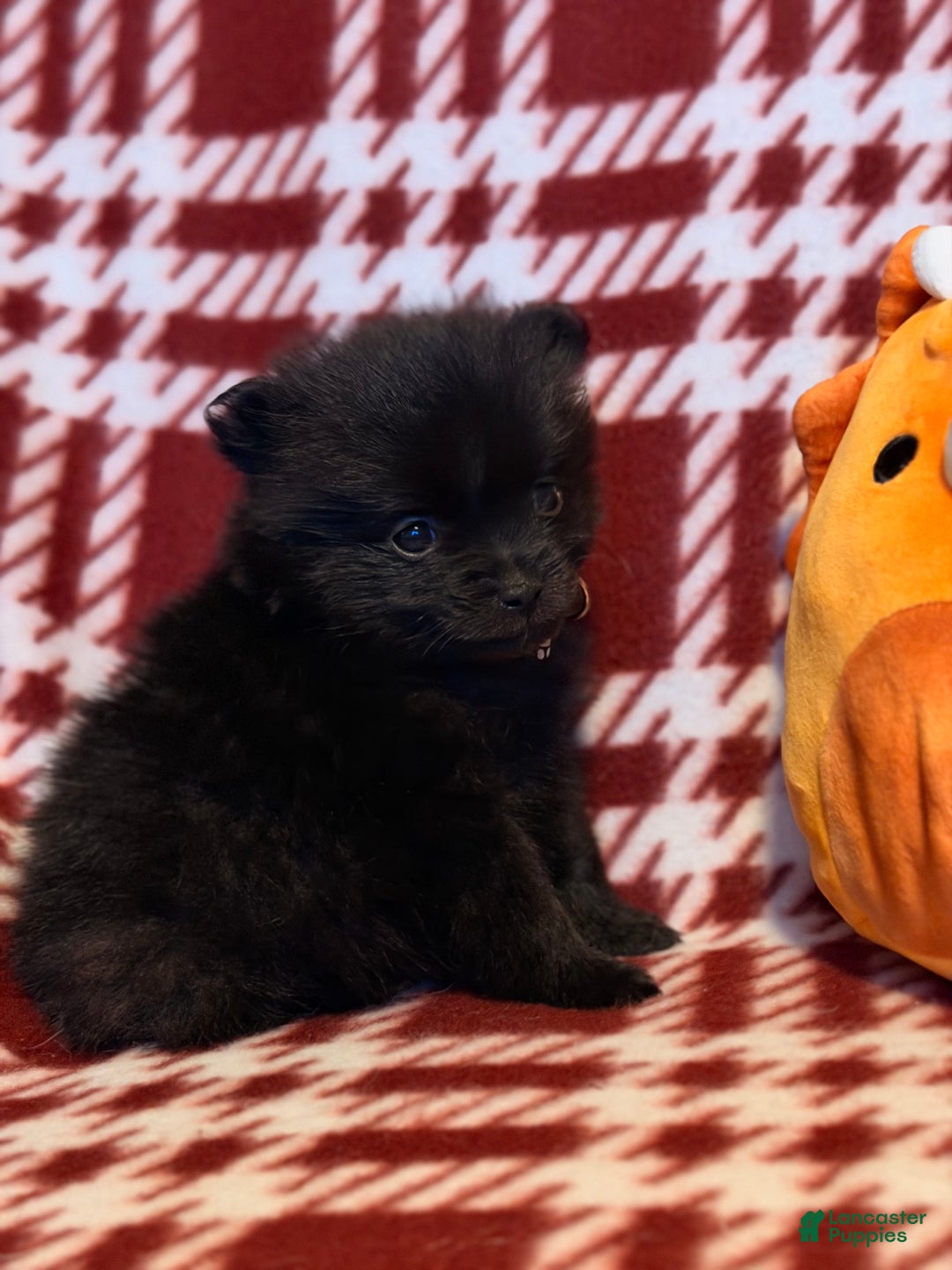 Pomeranian dogs for sale: Blackbear - Ad 2