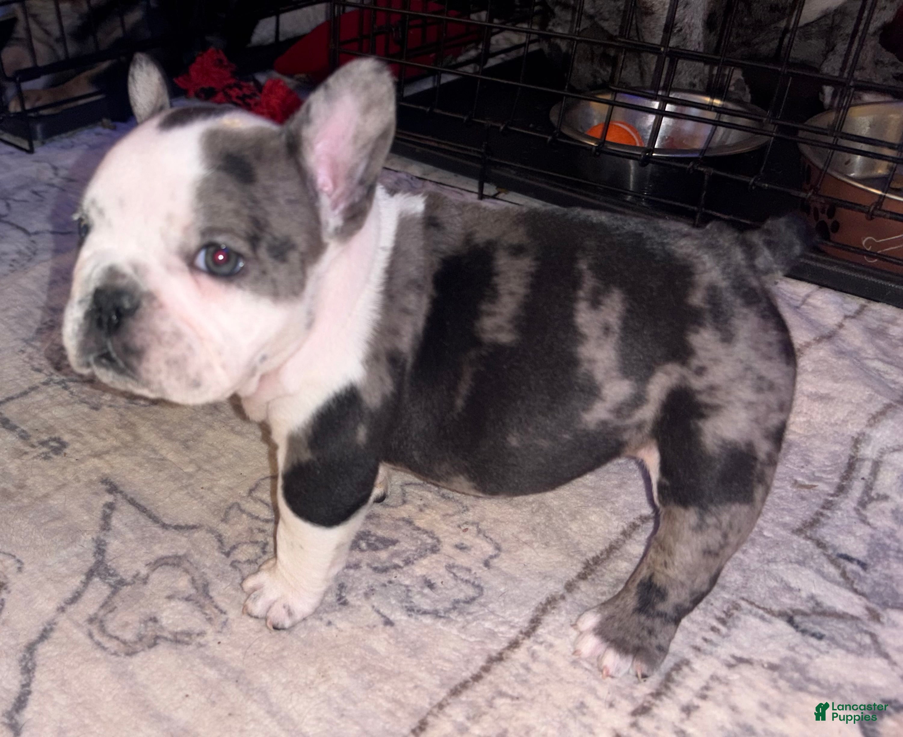 American Bully dogs American Bully Puppy 6 - Ad 18