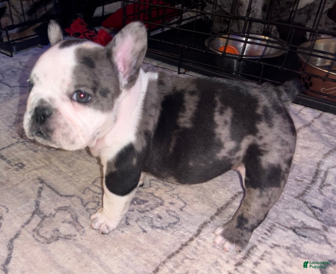 American Bully dogs for sale: American Bully Puppy 6 - Ad 1
