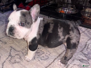American Bully dogs American Bully Puppy 6 - Ad 18