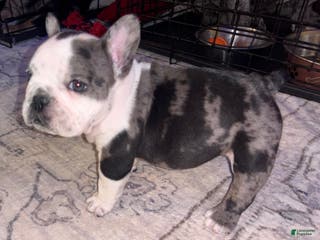 American Bully dogs American Bully Puppy 6 - Ad 32
